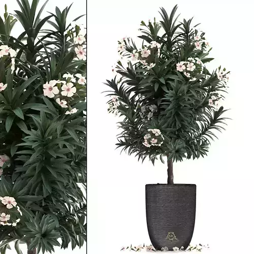 Collection Nerium oleander 01 3D model