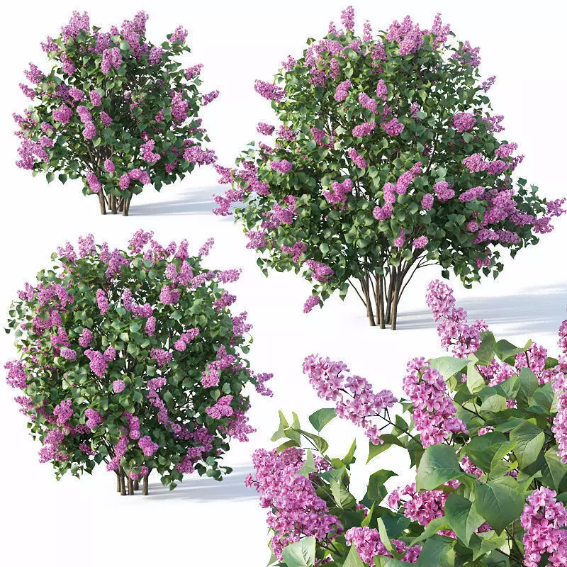 Lilac Syringa vulgaris Nr5 - Three sizes 3D model_0