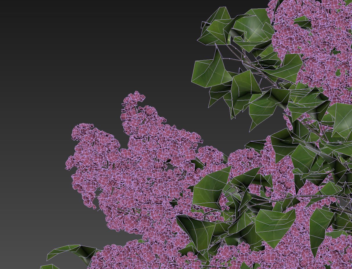 Lilac Syringa vulgaris Nr5 - Three sizes 3D model_6