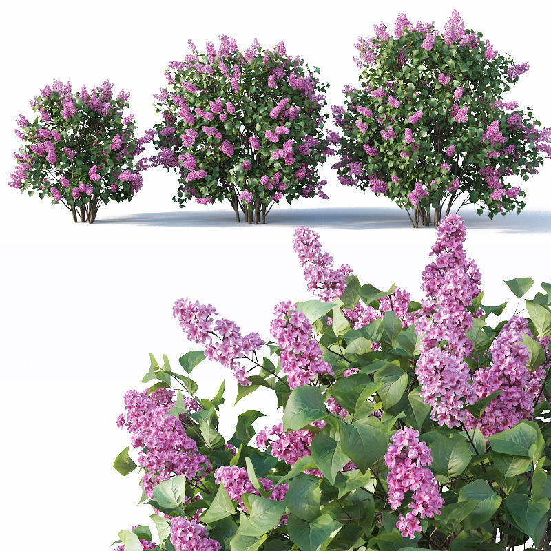 Lilac Syringa vulgaris Nr5 - Three sizes 3D model_5