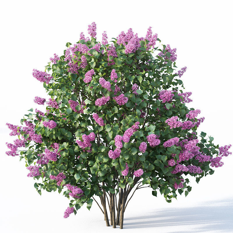 Lilac Syringa vulgaris Nr5 - Three sizes 3D model_4