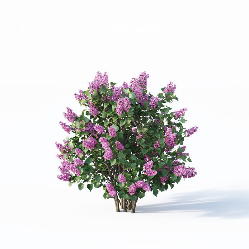 Lilac Syringa vulgaris Nr5 - Three sizes 3D model_3
