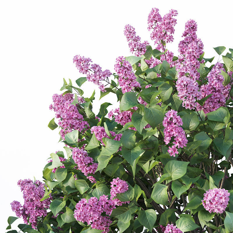 Lilac Syringa vulgaris Nr5 - Three sizes 3D model_1