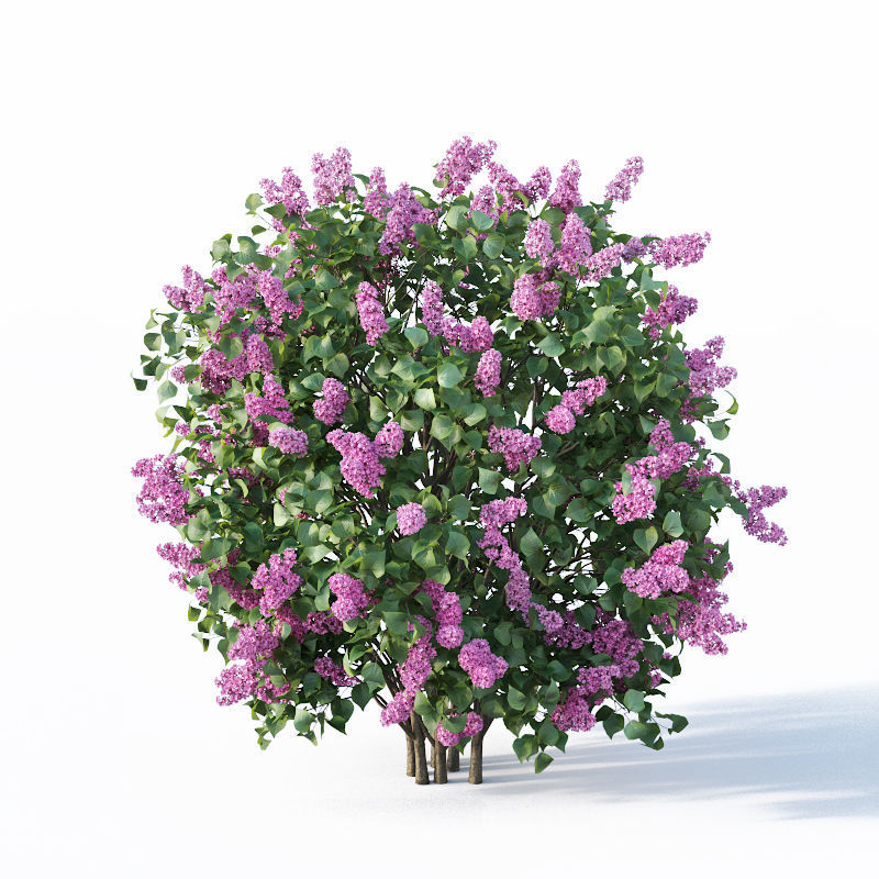 Lilac Syringa vulgaris Nr5 - Three sizes 3D model_2
