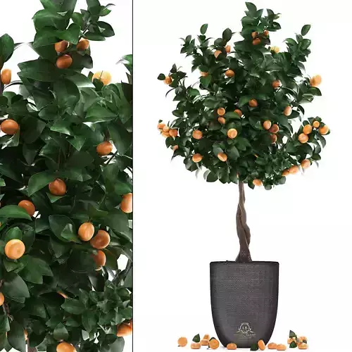 Mandarin Tree with Fruit 2