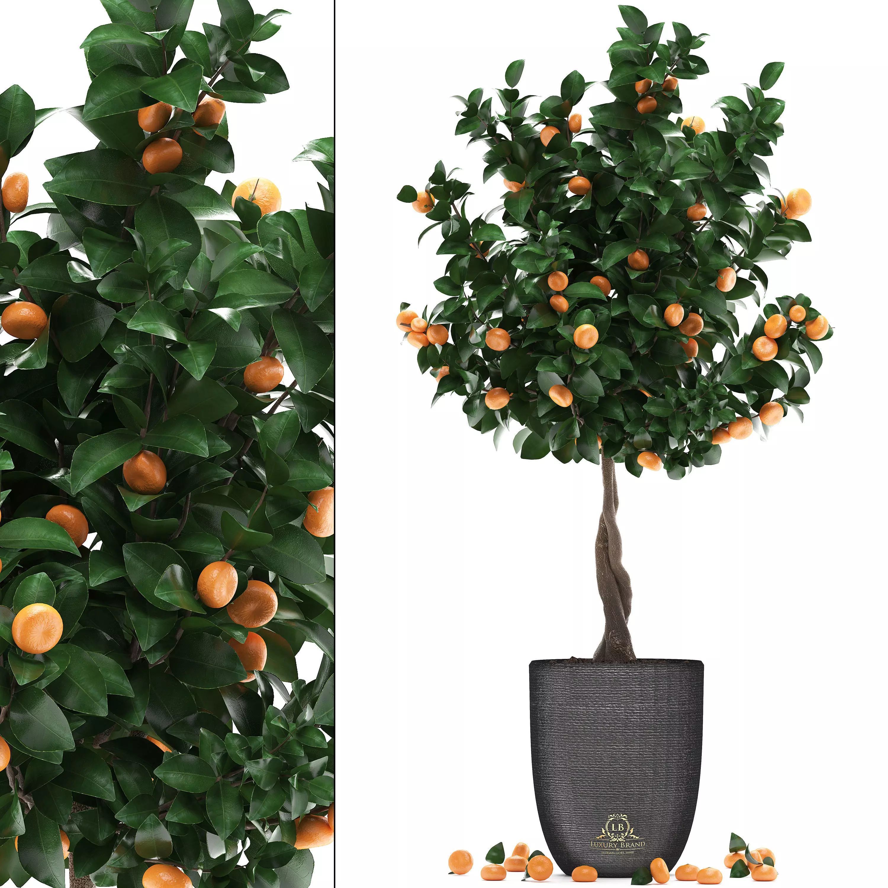 Mandarin Tree with Fruit 2 3D model_0