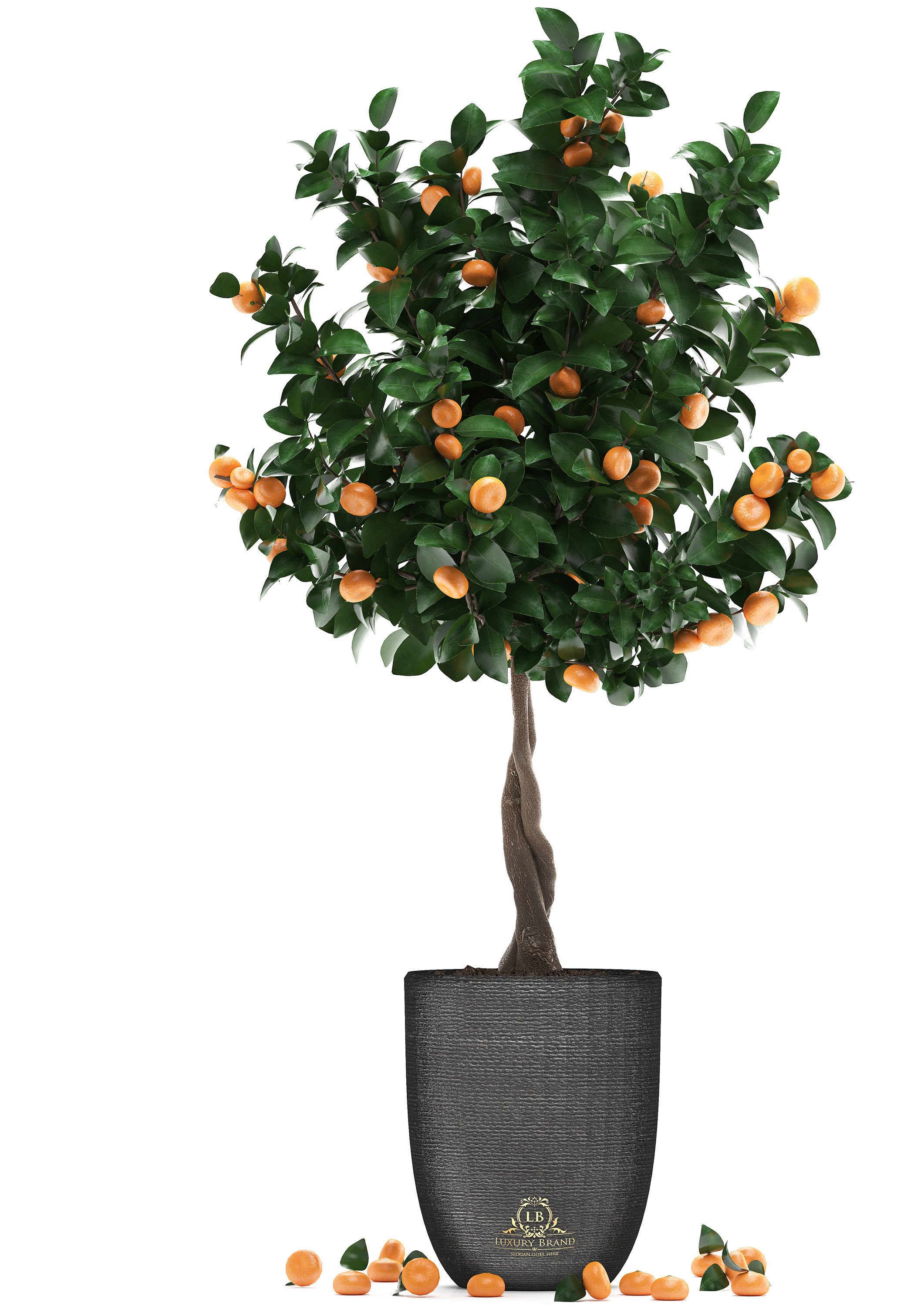 Mandarin Tree with Fruit 2 3D model_7