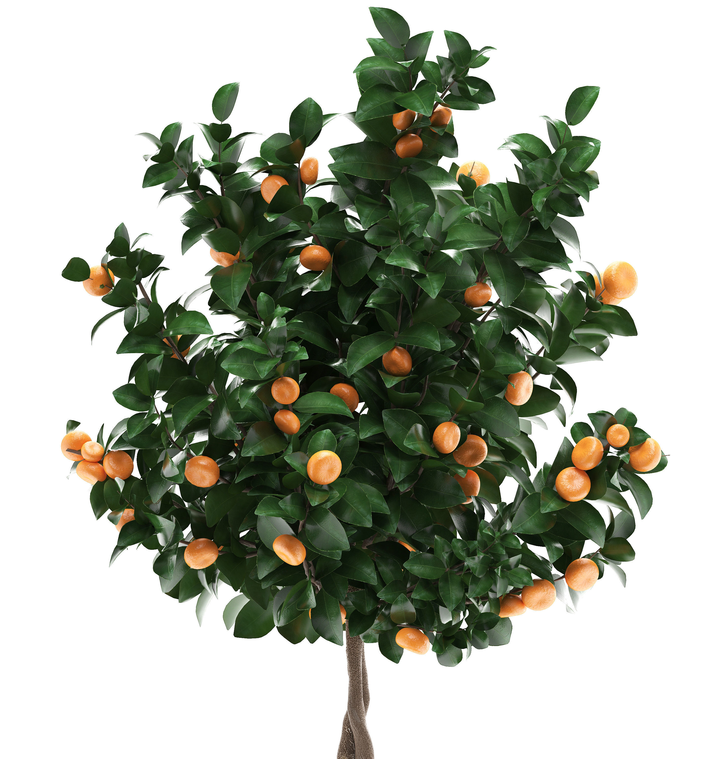 Mandarin Tree with Fruit 2 3D model_6