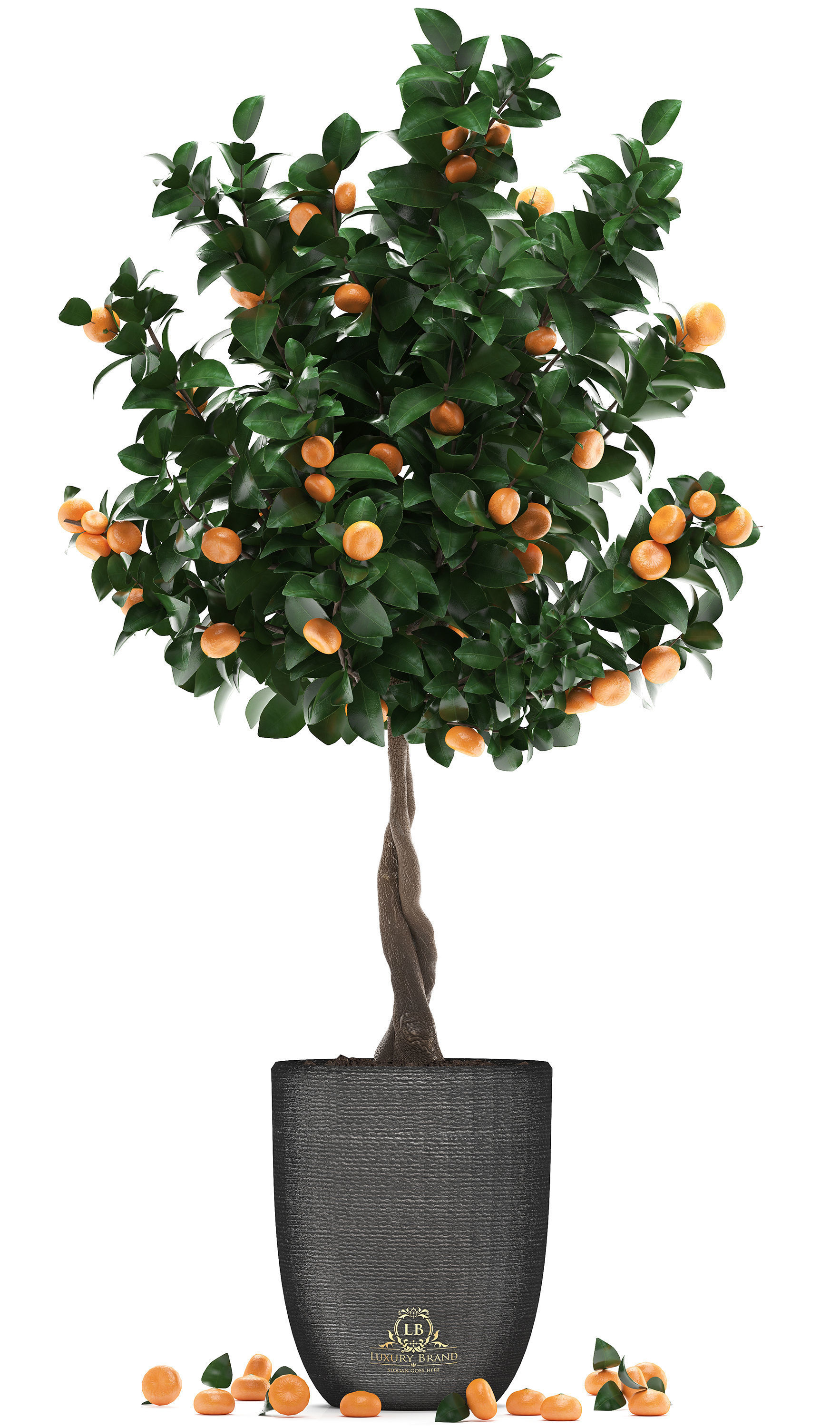 Mandarin Tree with Fruit 2 3D model_3