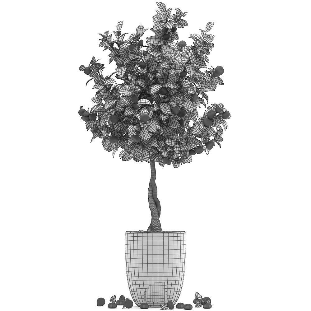 Mandarin Tree with Fruit 2 3D model_4