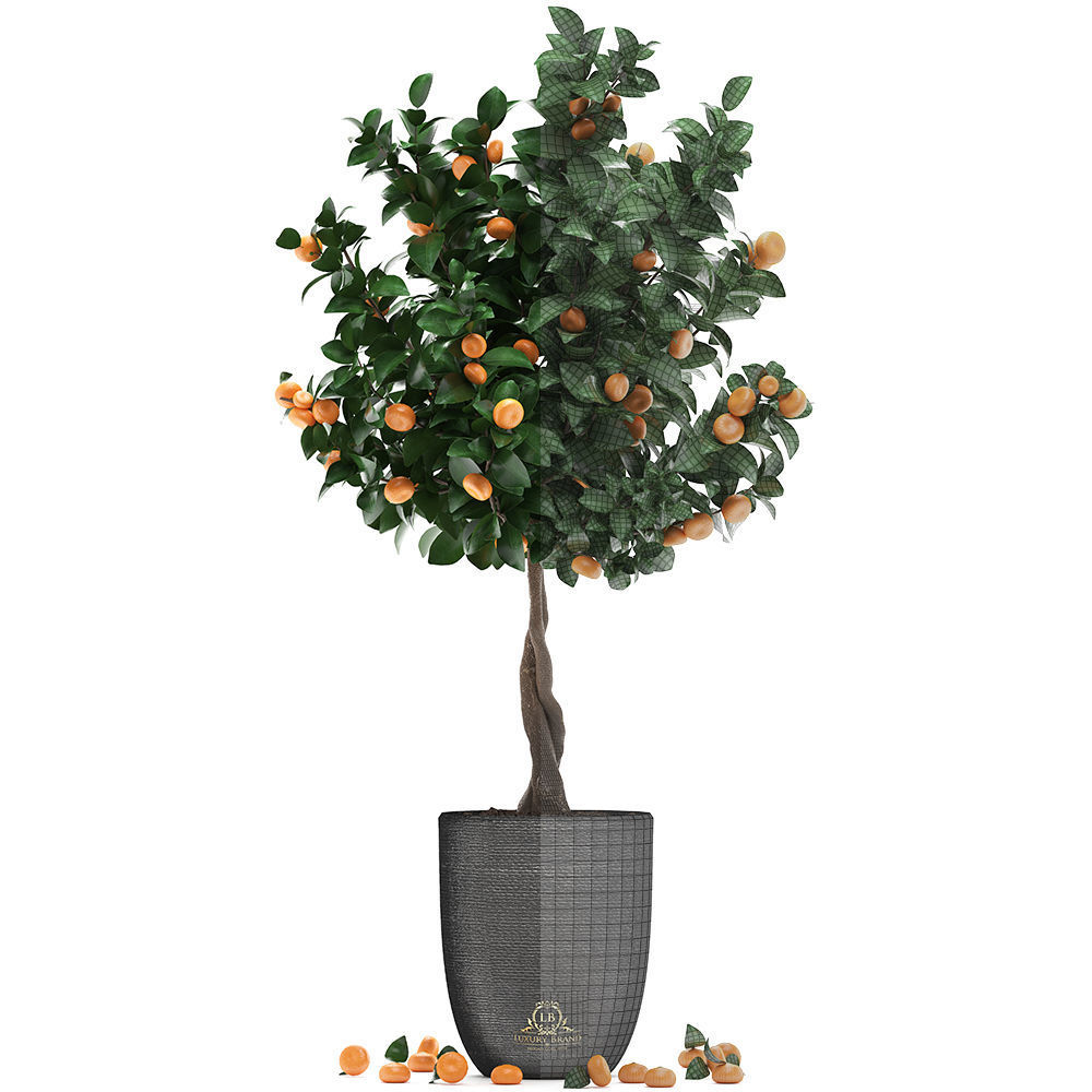 Mandarin Tree with Fruit 2 3D model_2