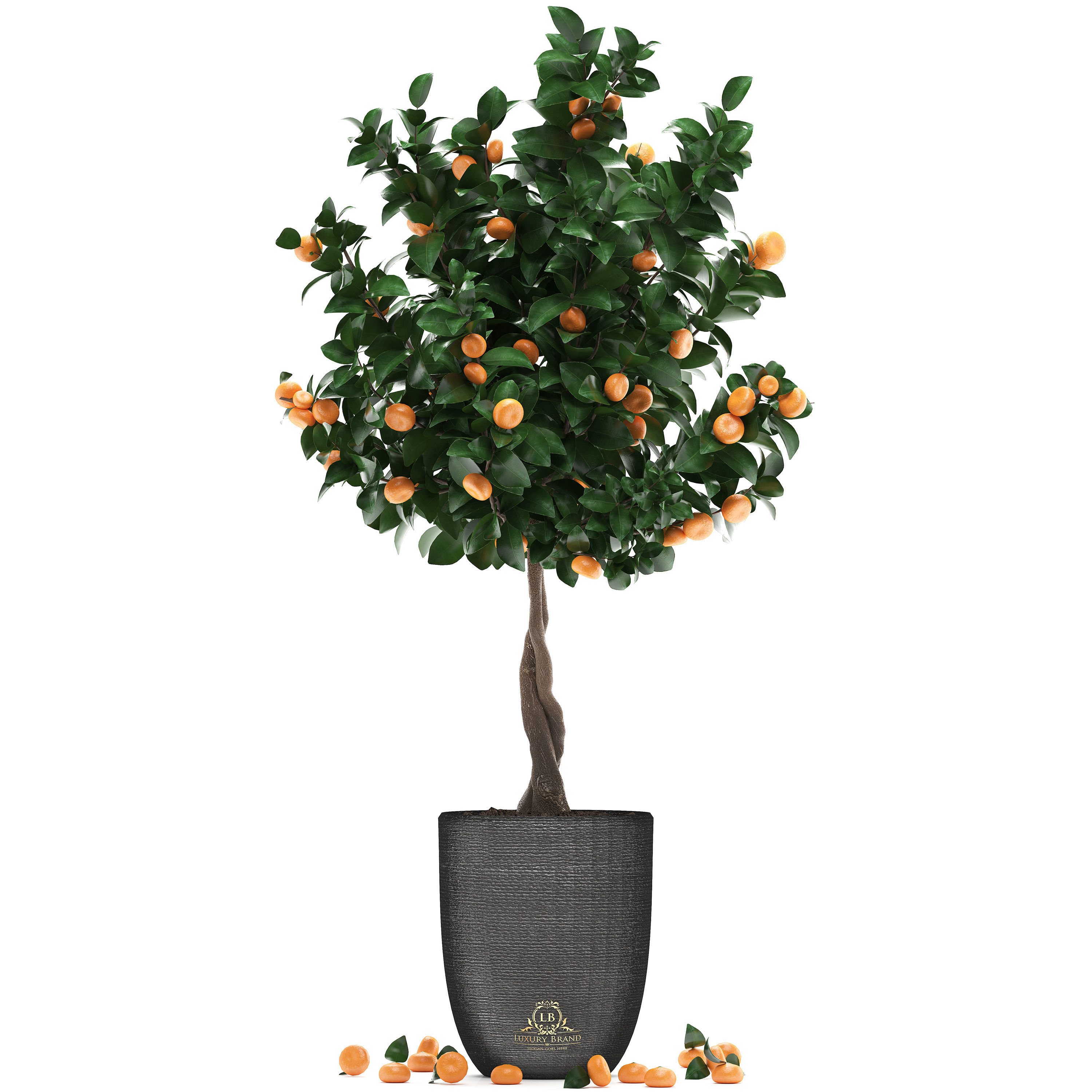 Mandarin Tree with Fruit 2 3D model_1