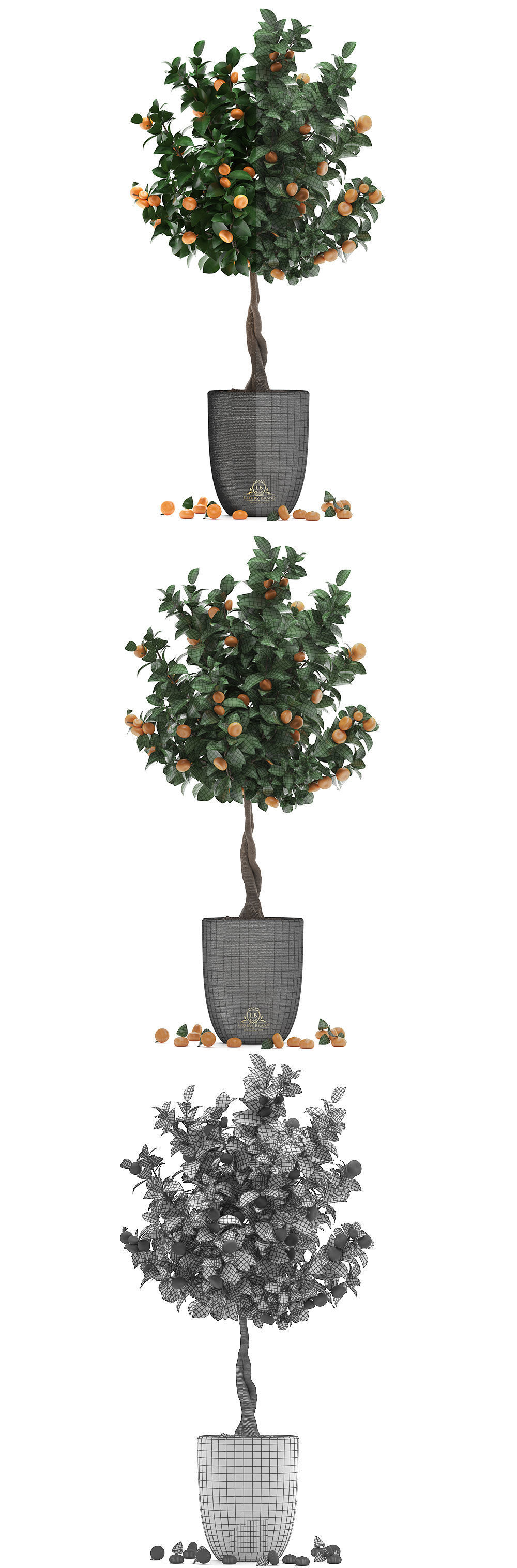 Mandarin Tree with Fruit 2 3D model_8