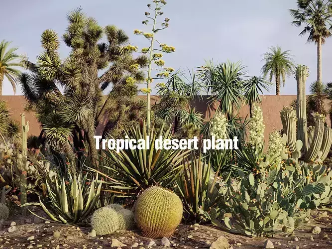 Tropical desert plant collection 3D model