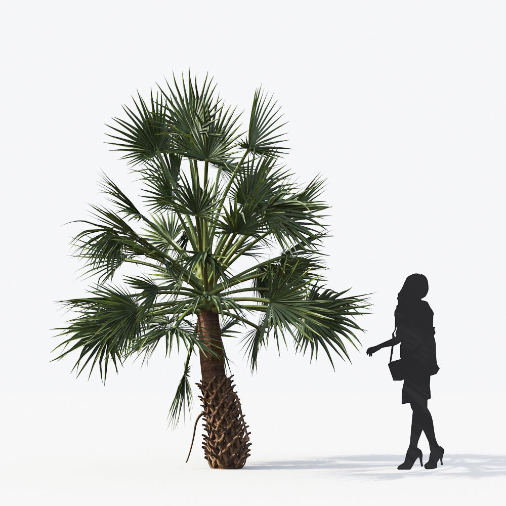 Palm Tree Collection - Include GrowFX and Mesh file 3D model_25