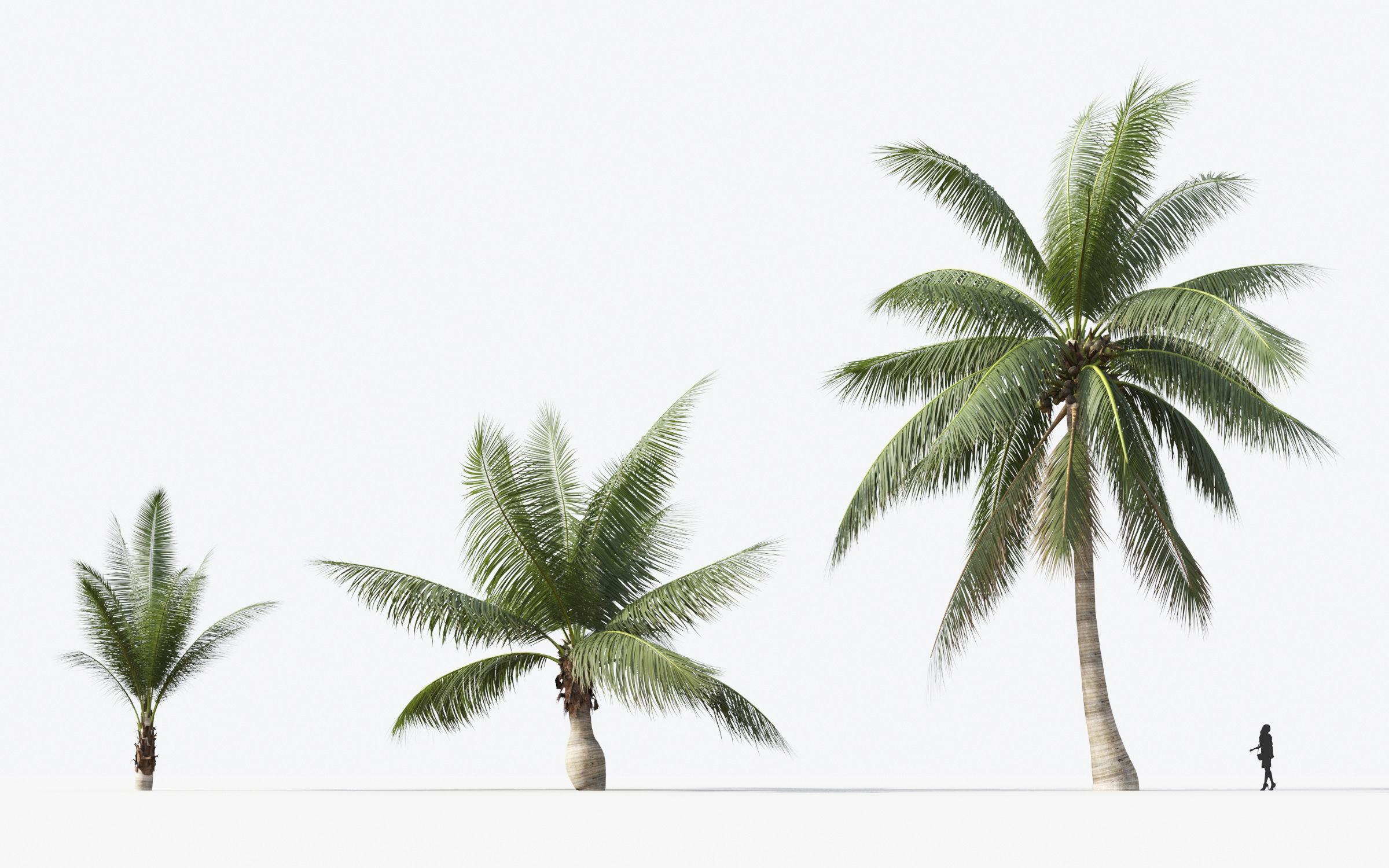 Palm Tree Collection - Include GrowFX and Mesh file 3D model_32