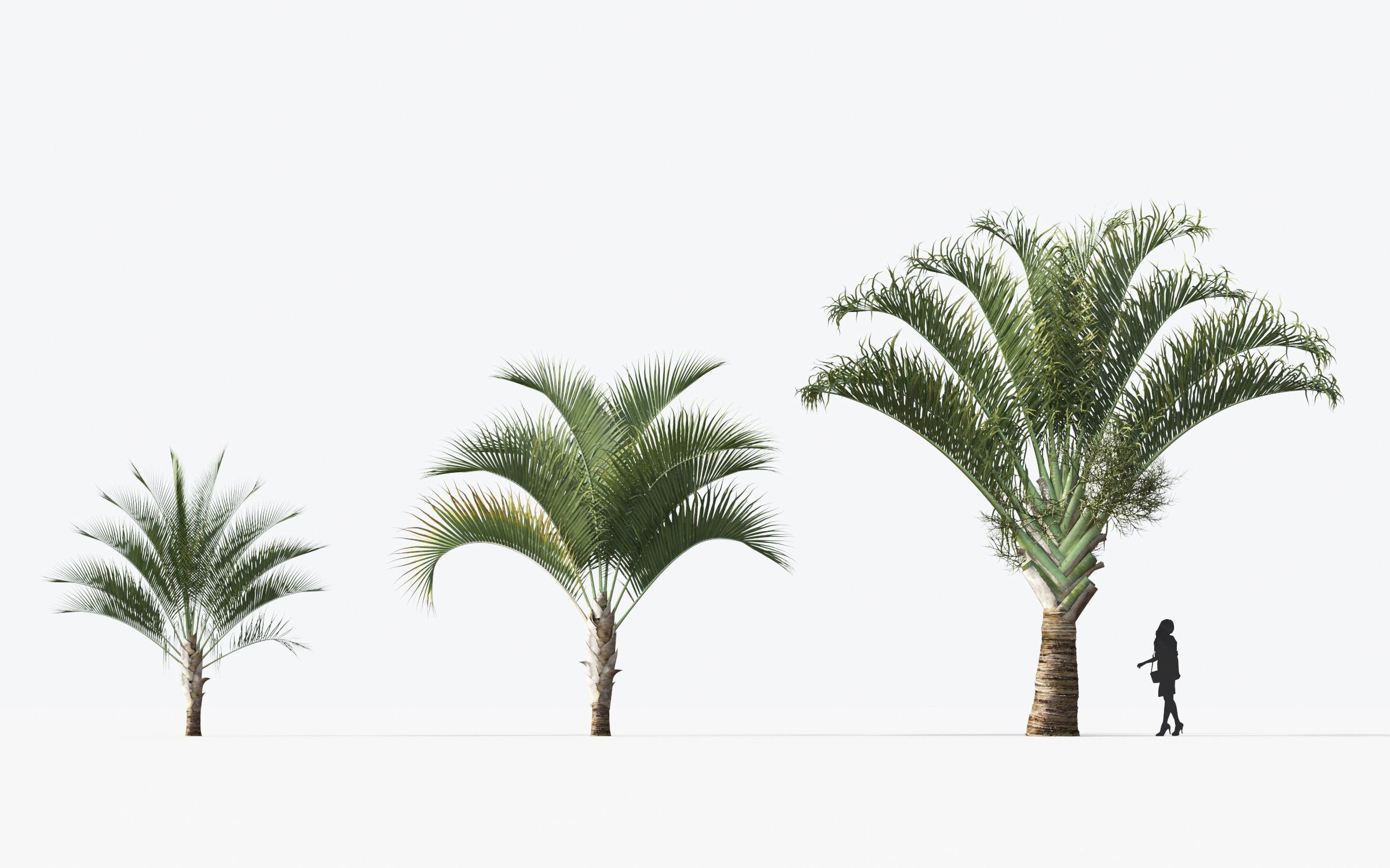 Palm Tree Collection - Include GrowFX and Mesh file 3D model_44