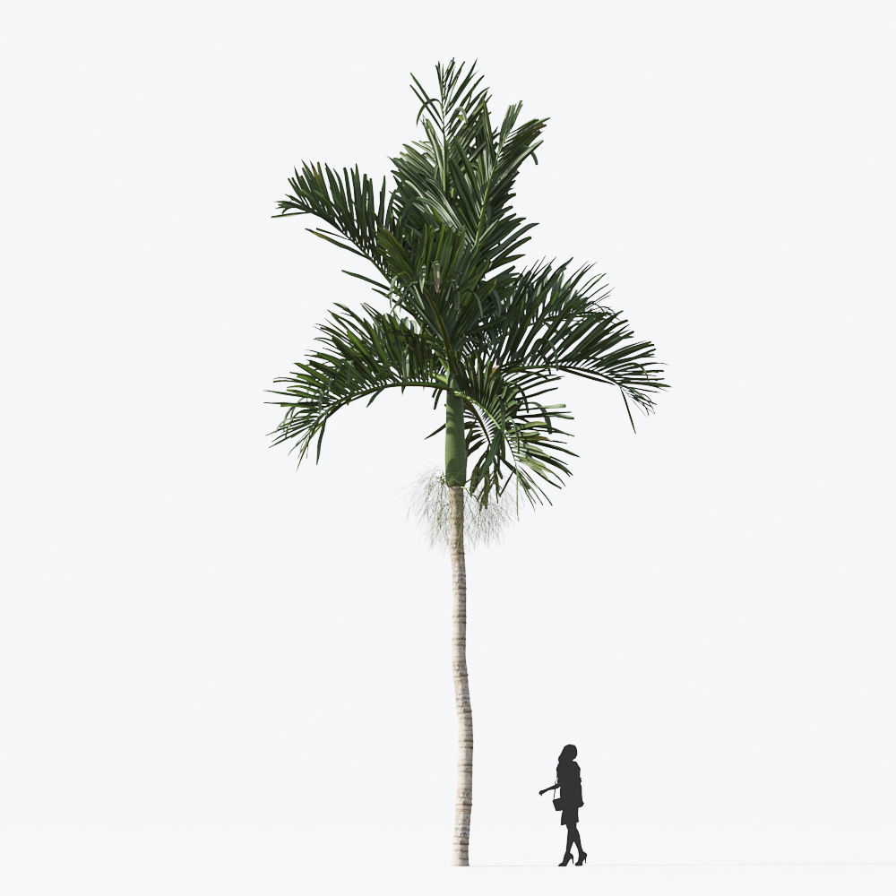 Palm Tree Collection - Include GrowFX and Mesh file 3D model_21