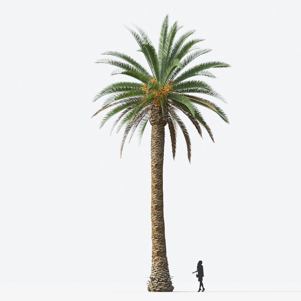 Palm Tree Collection - Include GrowFX and Mesh file 3D model_51
