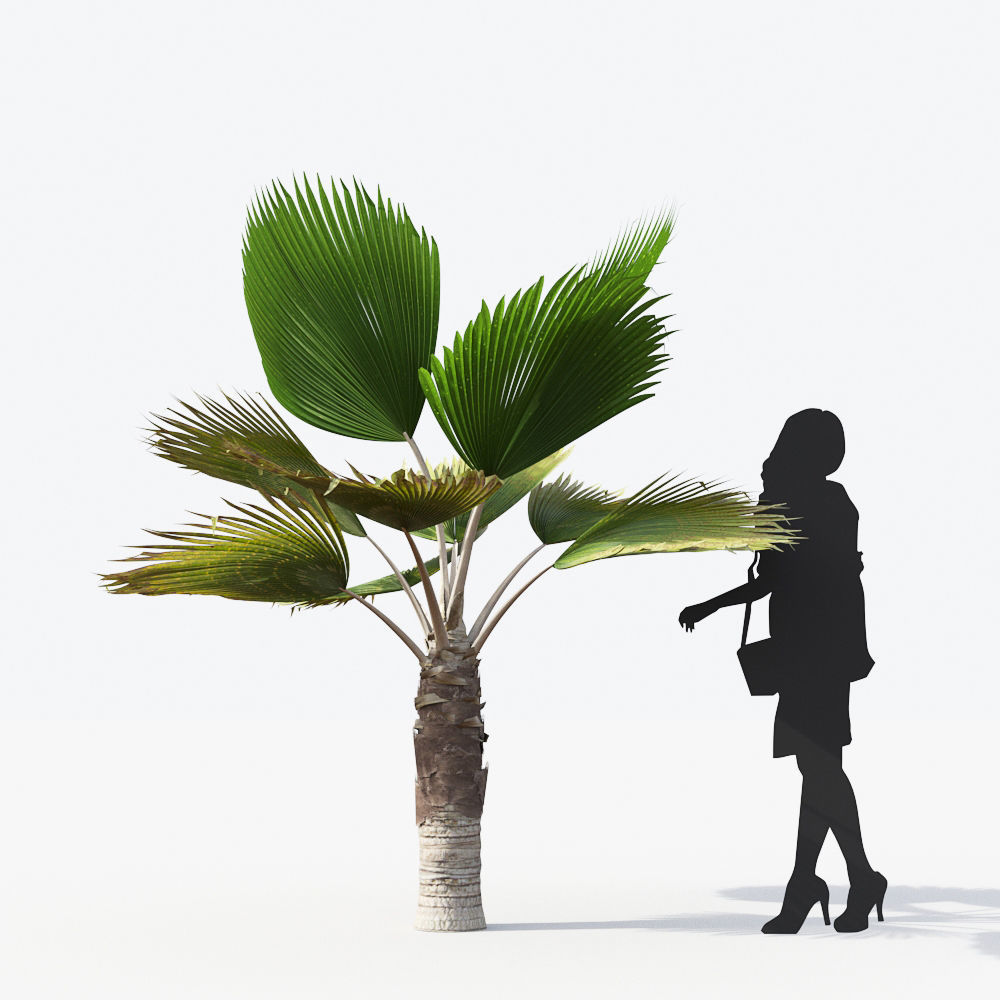 Palm Tree Collection - Include GrowFX and Mesh file 3D model_57