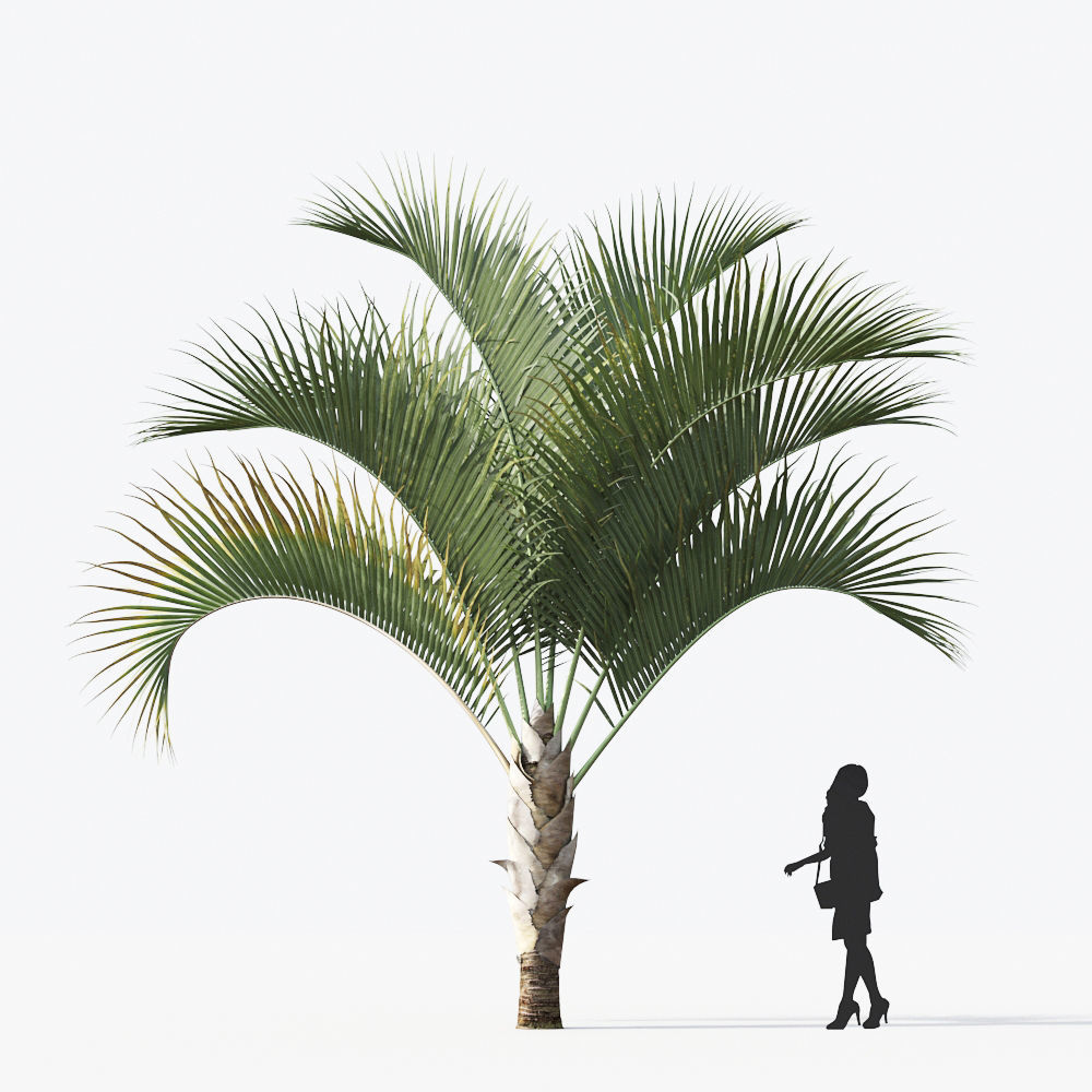 Palm Tree Collection - Include GrowFX and Mesh file 3D model_46