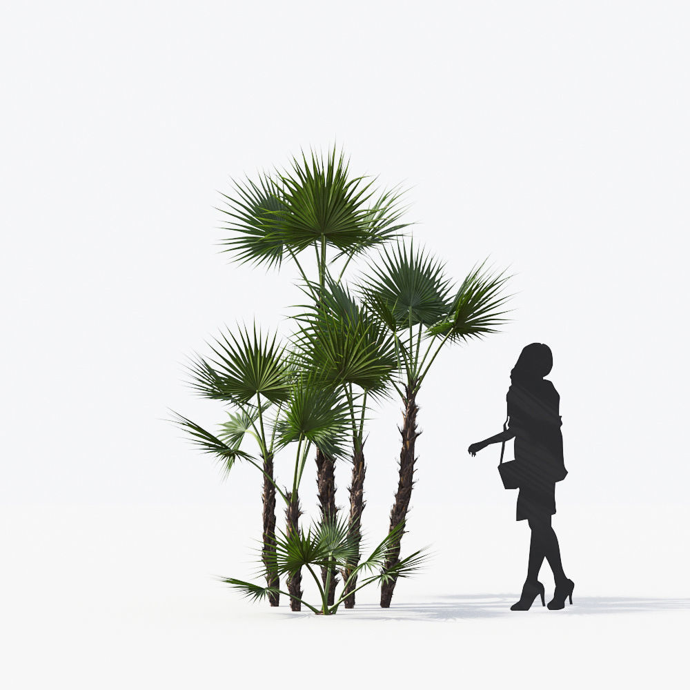 Palm Tree Collection - Include GrowFX and Mesh file 3D model_9