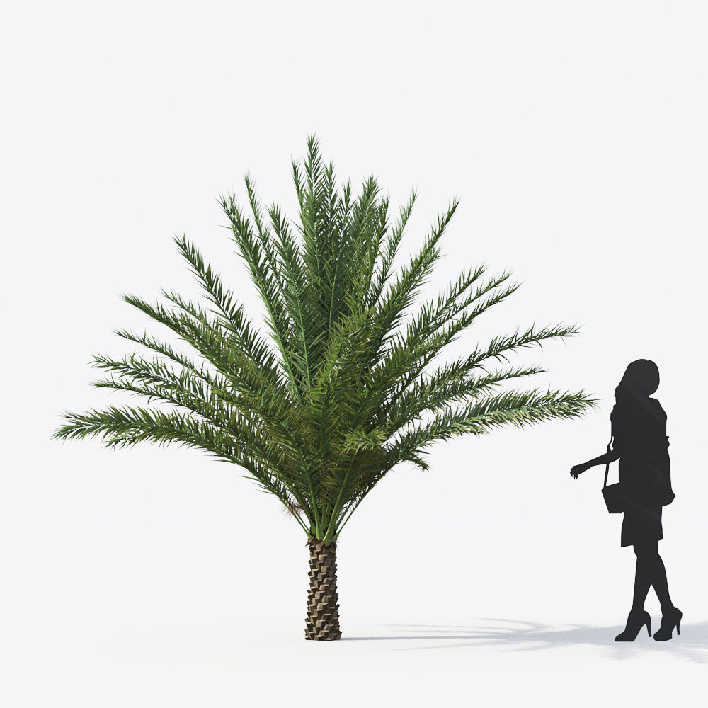 Palm Tree Collection - Include GrowFX and Mesh file 3D model_53