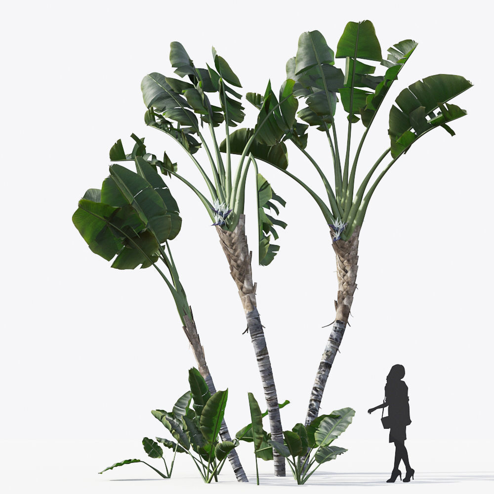 Palm Tree Collection - Include GrowFX and Mesh file 3D model_70