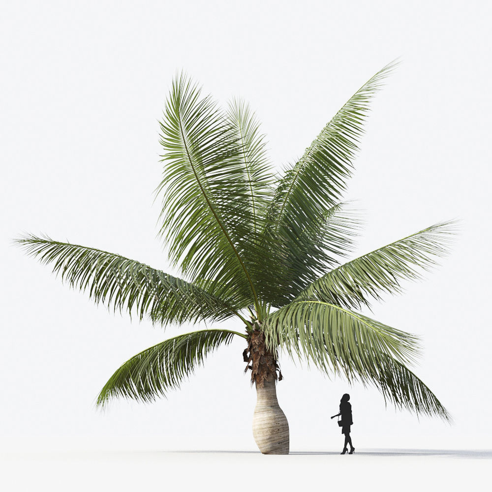 Palm Tree Collection - Include GrowFX and Mesh file 3D model_34