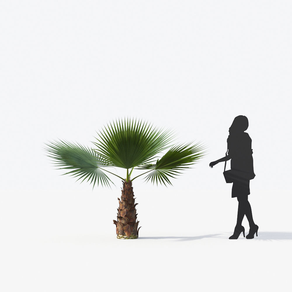 Palm Tree Collection - Include GrowFX and Mesh file 3D model_77