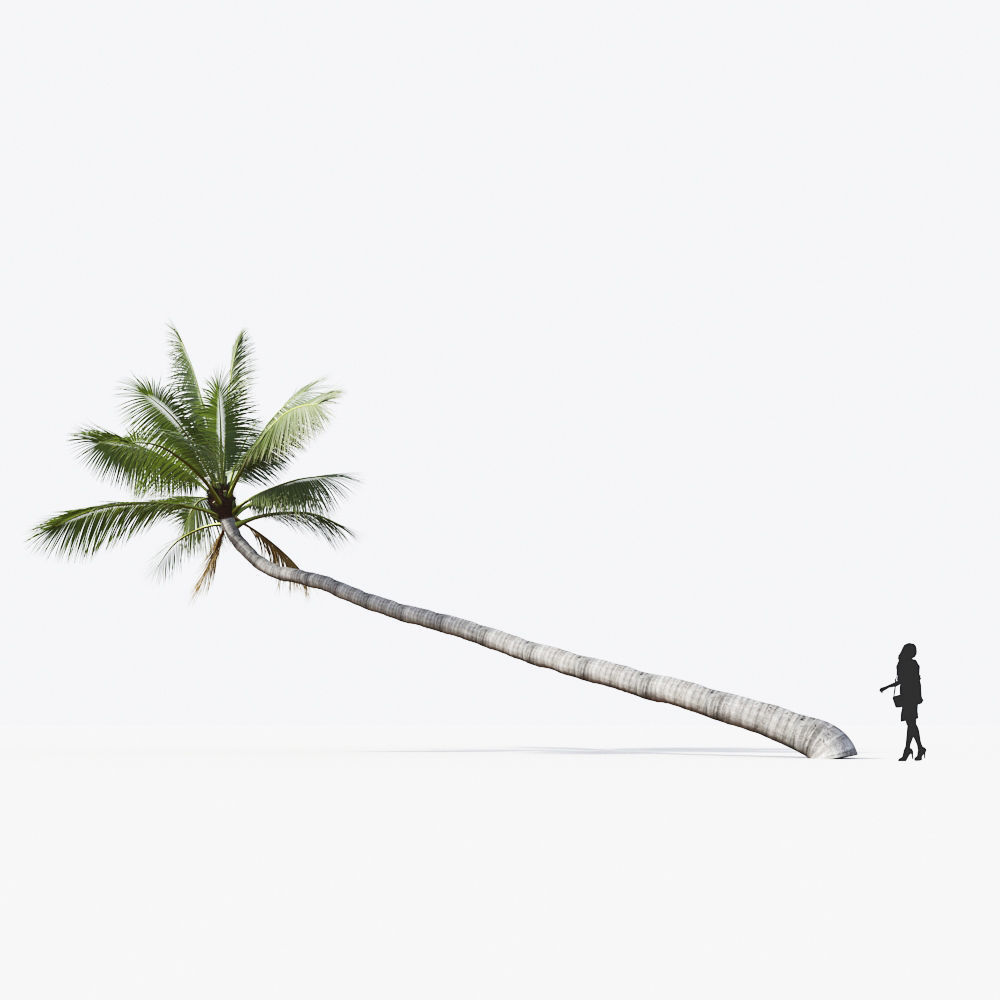 Palm Tree Collection - Include GrowFX and Mesh file 3D model_37