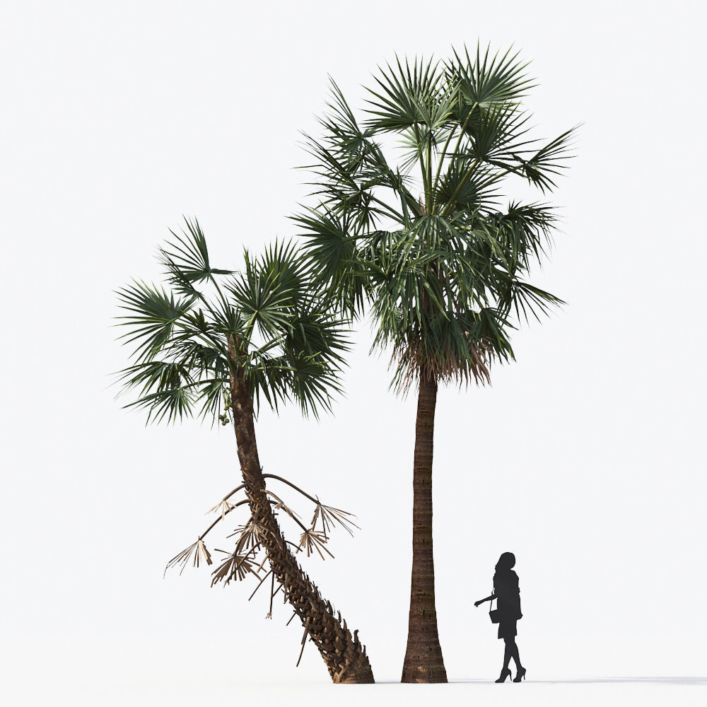 Palm Tree Collection - Include GrowFX and Mesh file 3D model_27