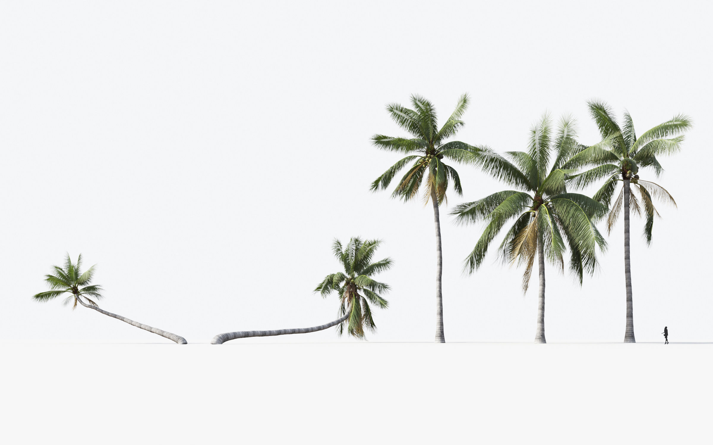 Palm Tree Collection - Include GrowFX and Mesh file 3D model_36