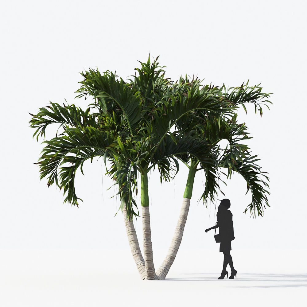 Palm Tree Collection - Include GrowFX and Mesh file 3D model_14