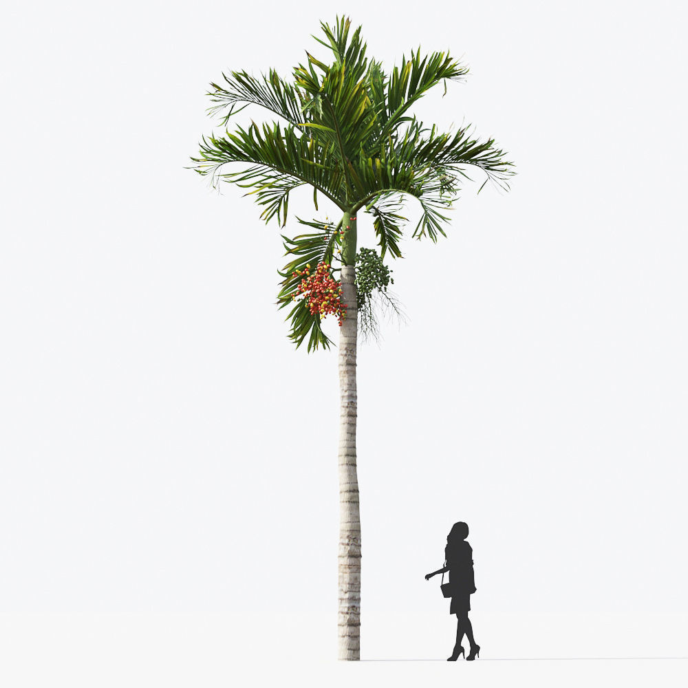 Palm Tree Collection - Include GrowFX and Mesh file 3D model_18