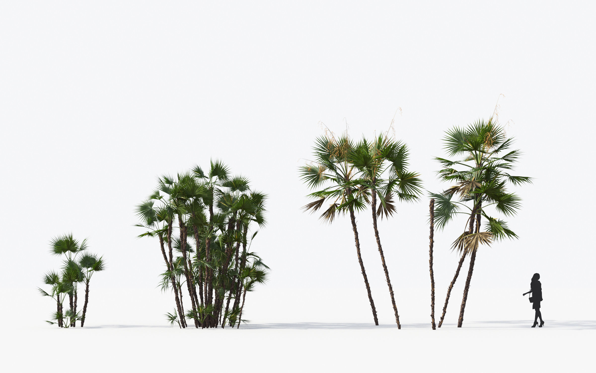 Palm Tree Collection - Include GrowFX and Mesh file 3D model_8