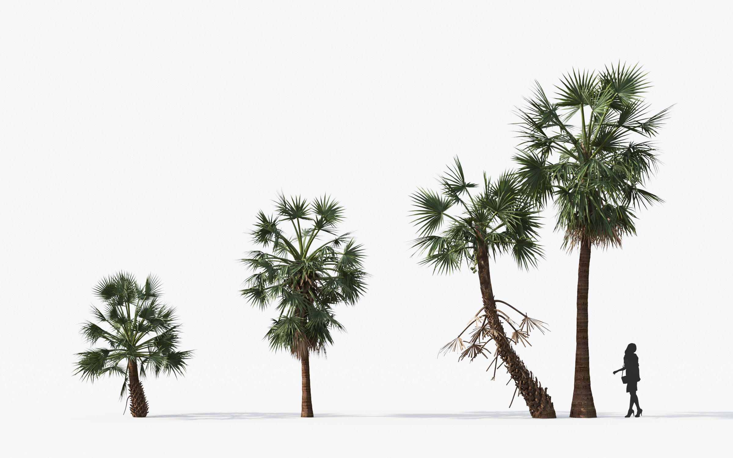 Palm Tree Collection - Include GrowFX and Mesh file 3D model_24