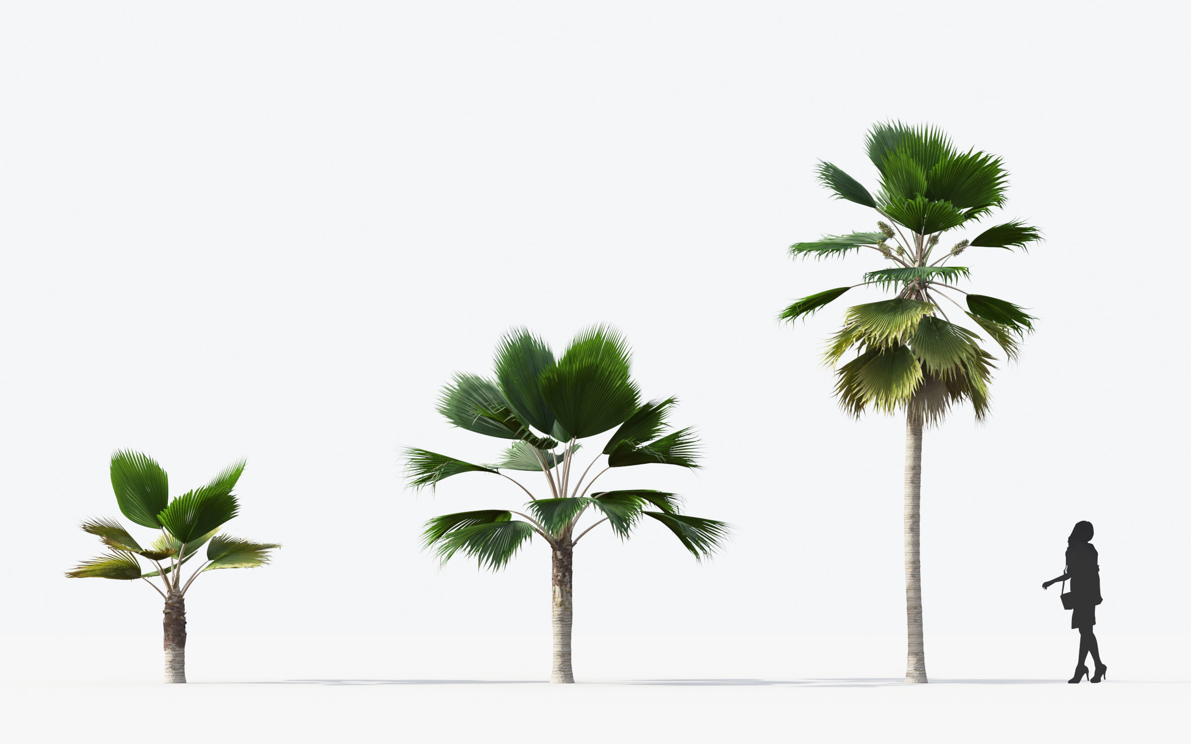 Palm Tree Collection - Include GrowFX and Mesh file 3D model_56