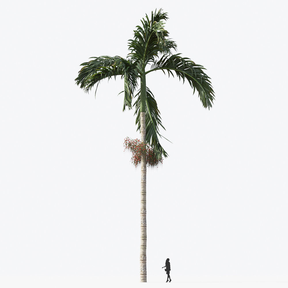 Palm Tree Collection - Include GrowFX and Mesh file 3D model_23