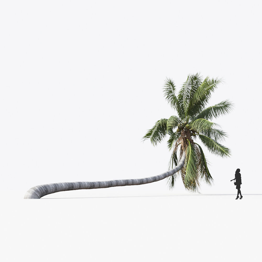 Palm Tree Collection - Include GrowFX and Mesh file 3D model_38