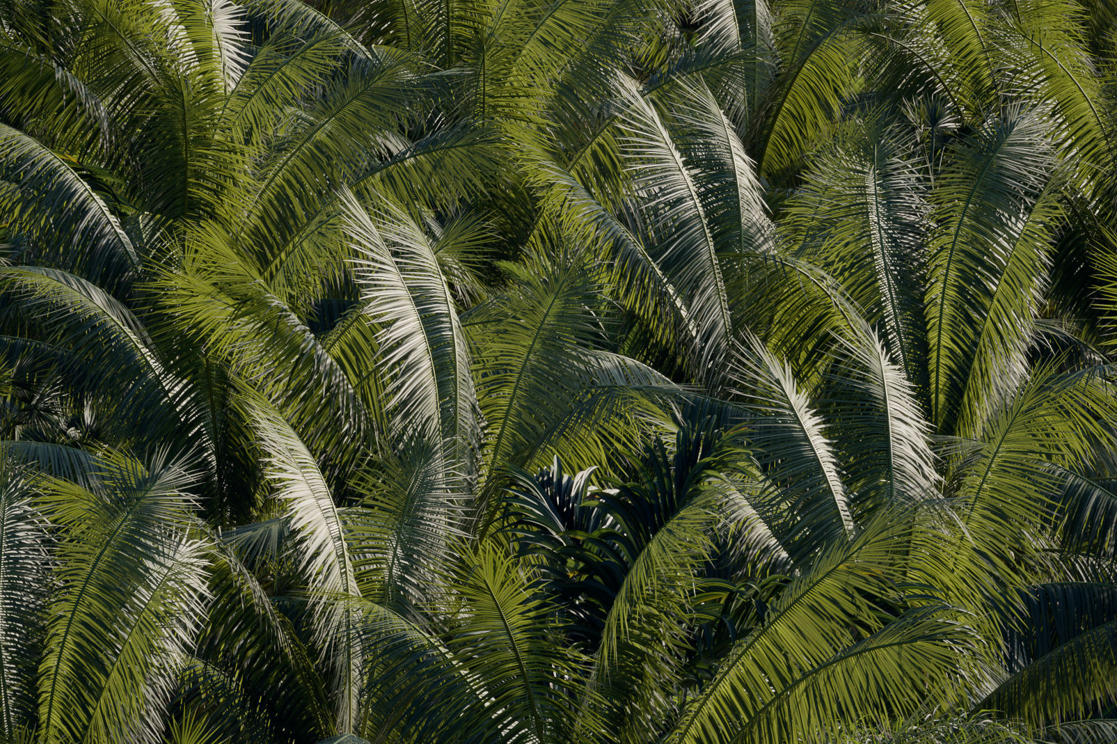 Palm Tree Collection - Include GrowFX and Mesh file 3D model_4