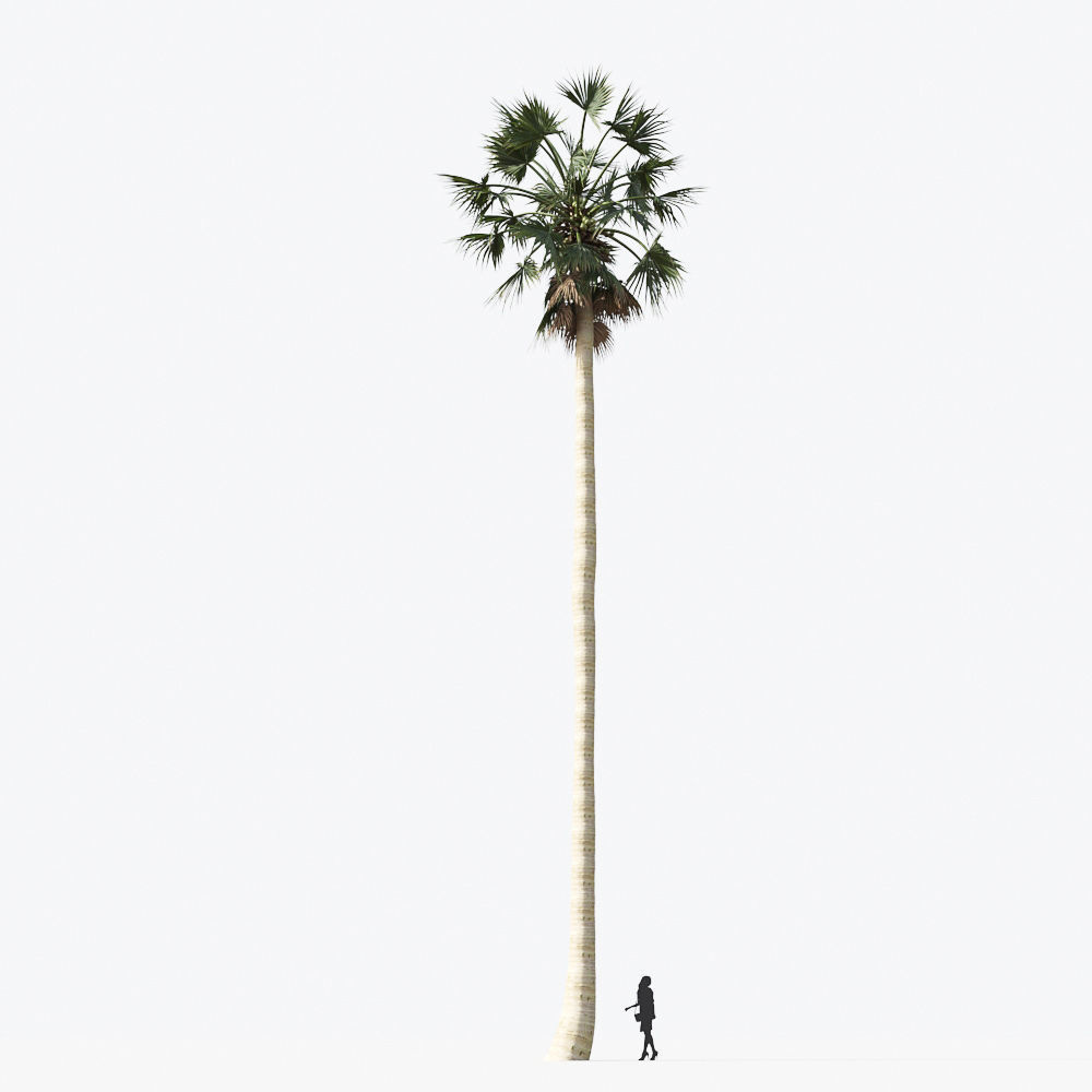 Palm Tree Collection - Include GrowFX and Mesh file 3D model_31