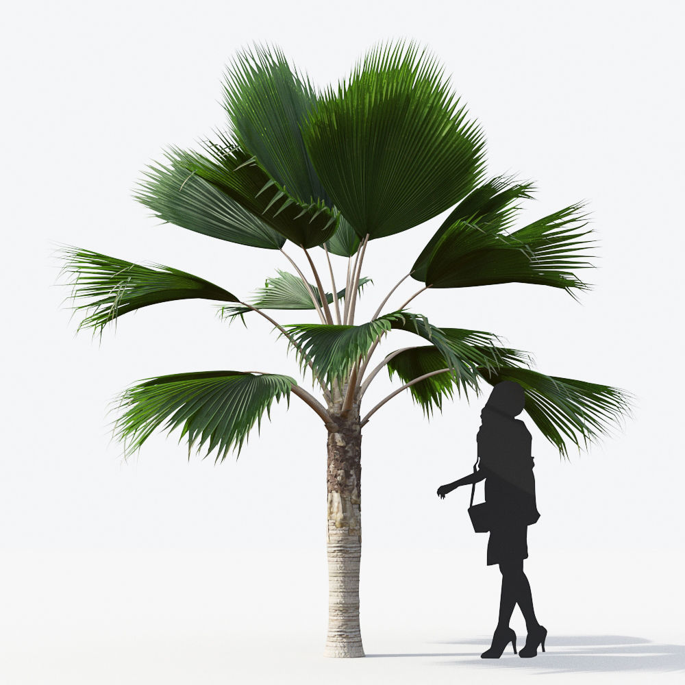 Palm Tree Collection - Include GrowFX and Mesh file 3D model_58