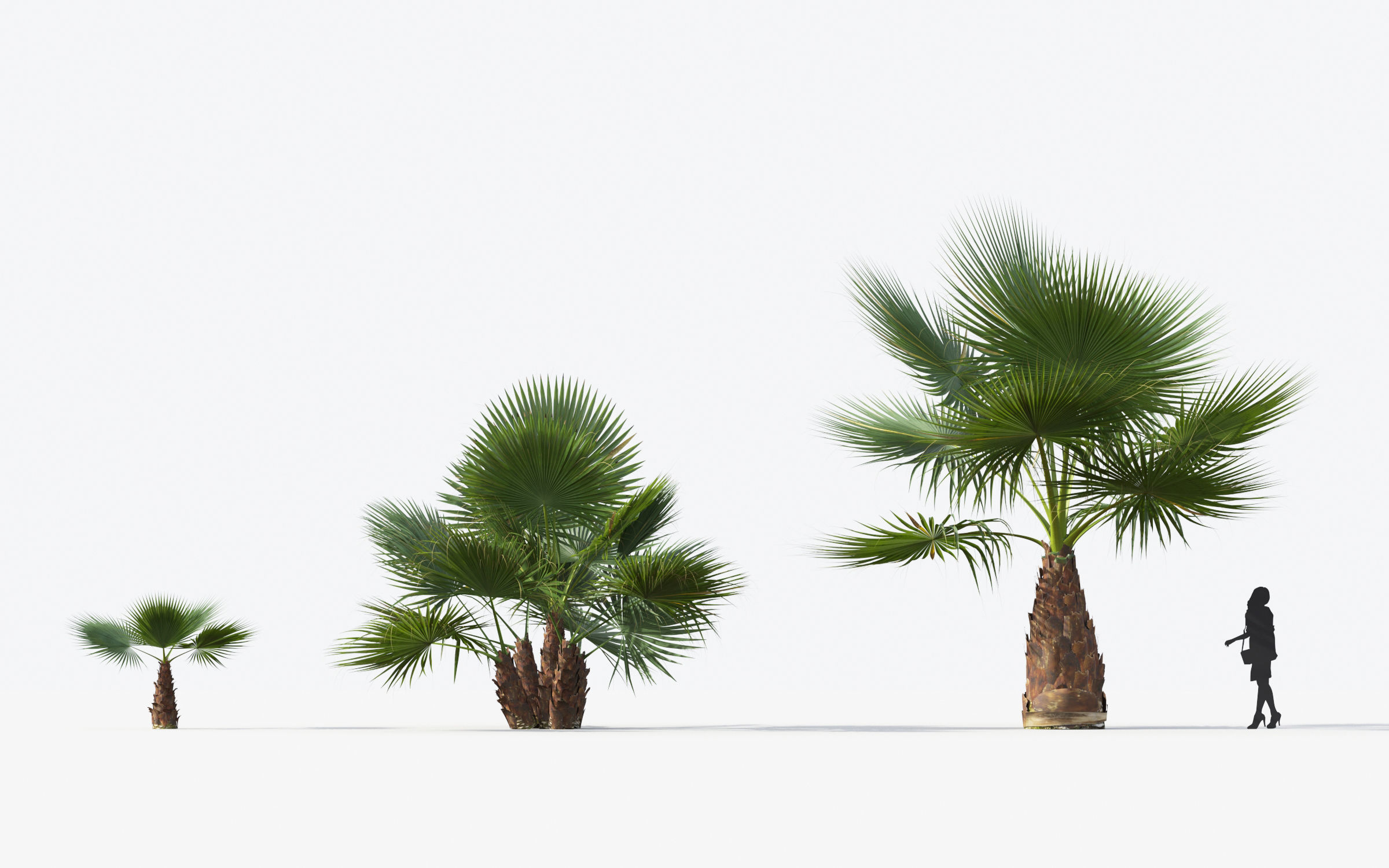 Palm Tree Collection - Include GrowFX and Mesh file 3D model_76