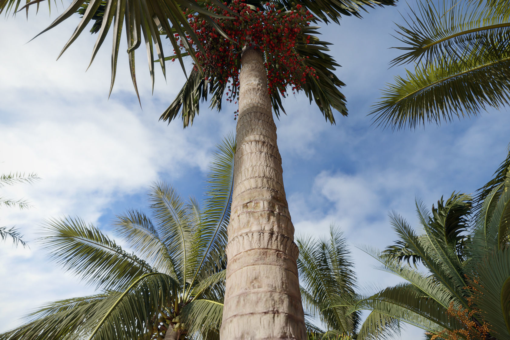 Palm Tree Collection - Include GrowFX and Mesh file 3D model_5