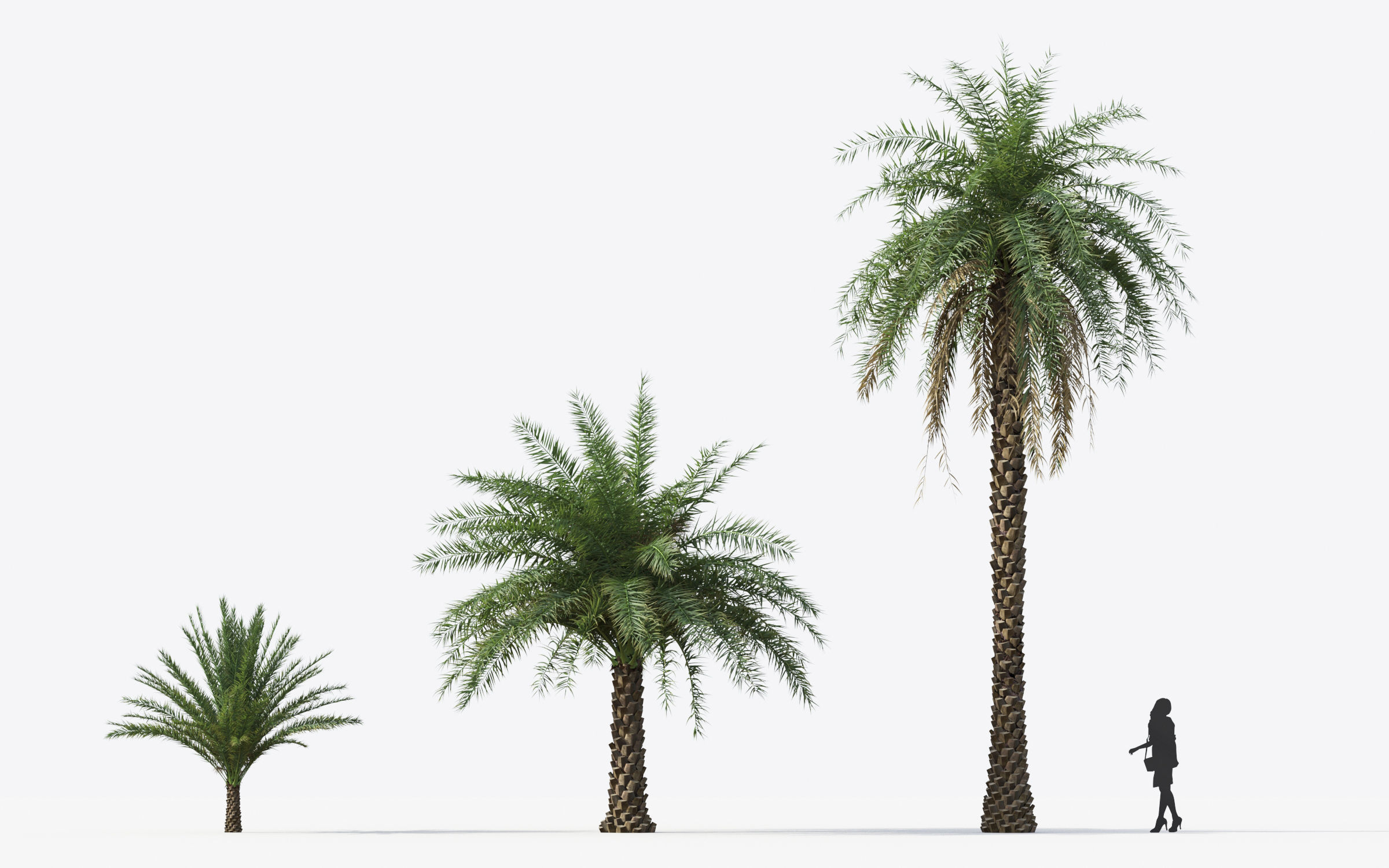 Palm Tree Collection - Include GrowFX and Mesh file 3D model_52