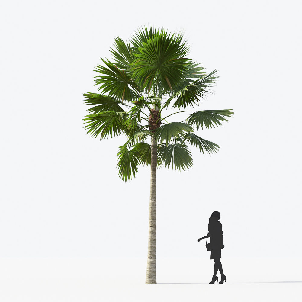Palm Tree Collection - Include GrowFX and Mesh file 3D model_65