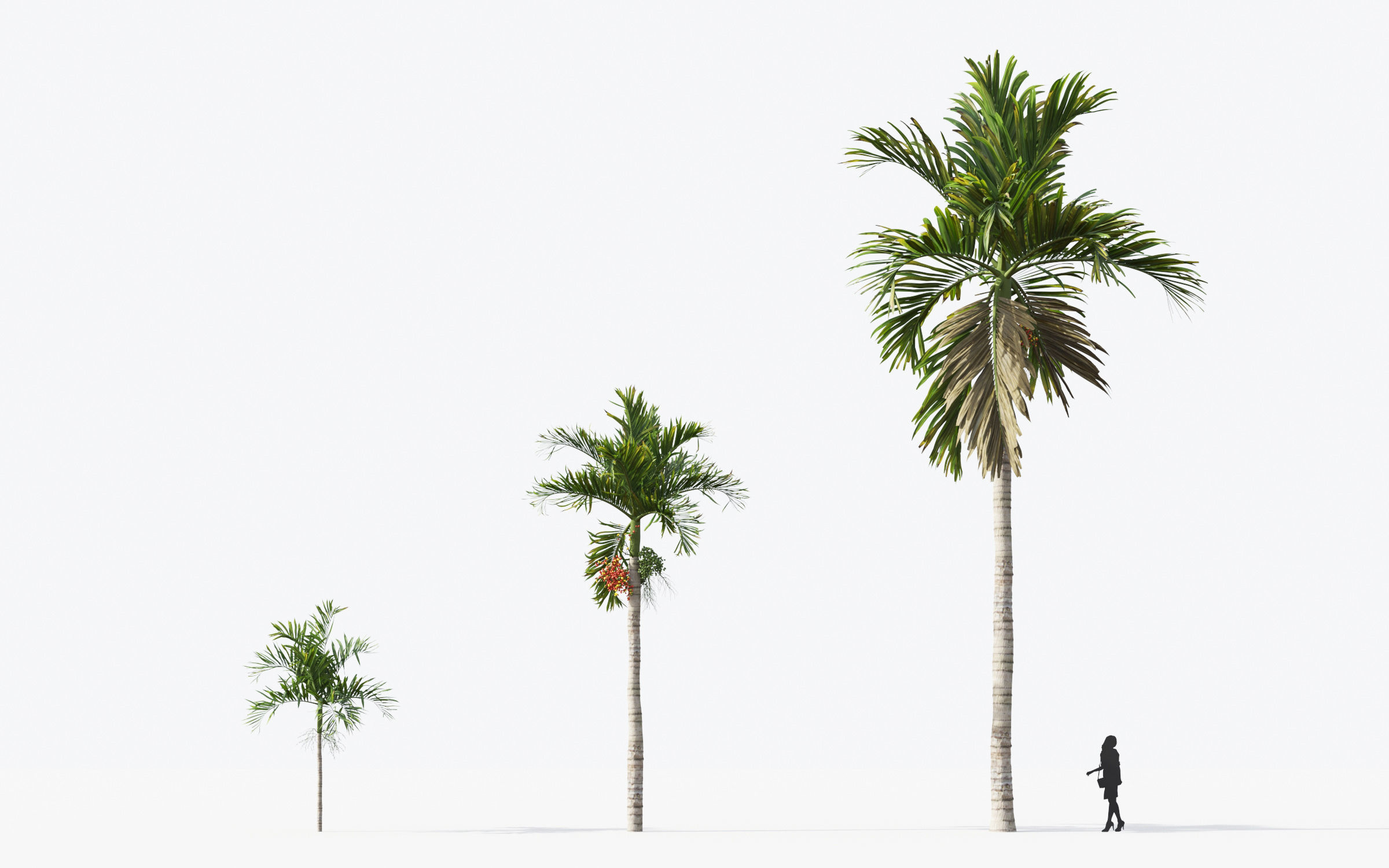 Palm Tree Collection - Include GrowFX and Mesh file 3D model_16