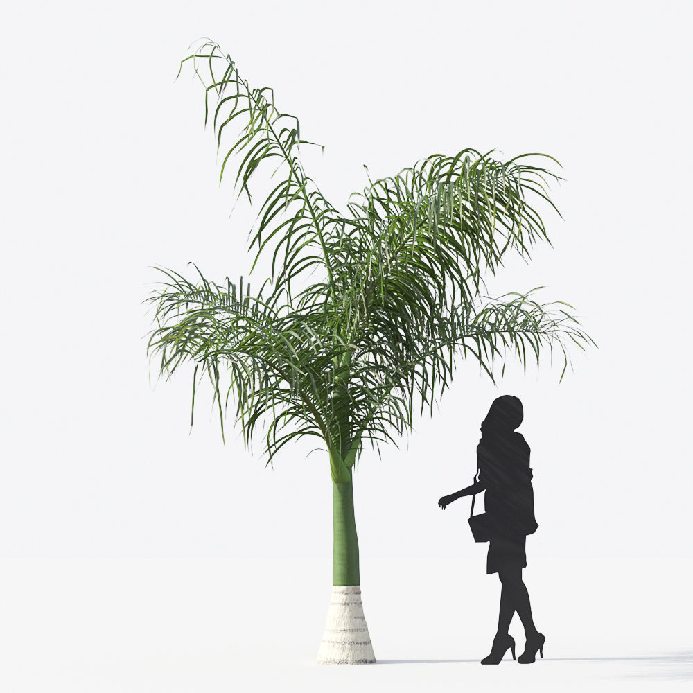 Palm Tree Collection - Include GrowFX and Mesh file 3D model_61