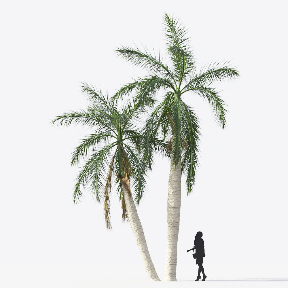 Palm Tree Collection - Include GrowFX and Mesh file 3D model_63